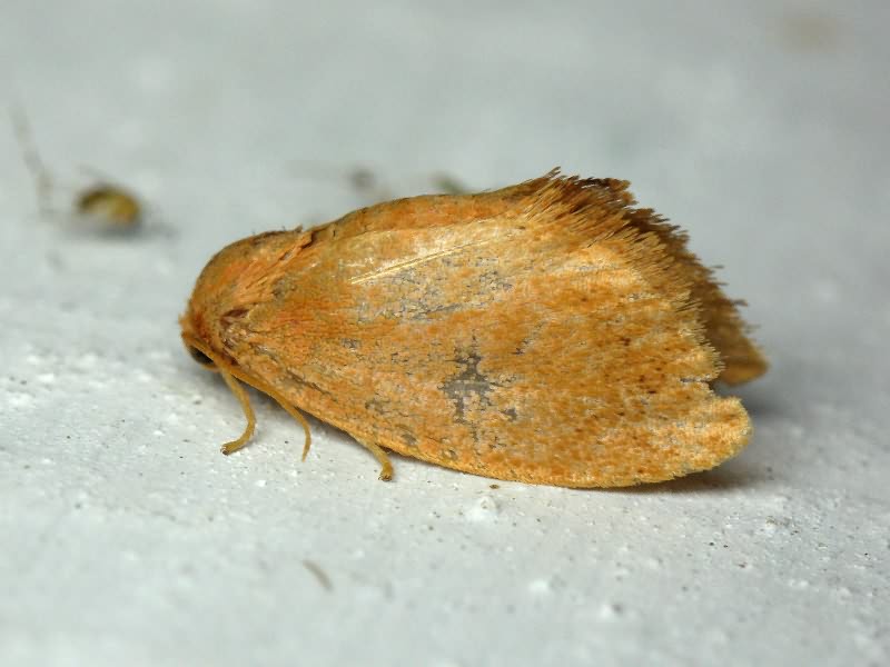 Heterogenea asella (Denis & Schiffermüller, 1775)